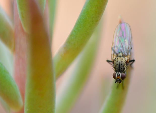 kvetárka Botanophila fugax  (Anthomyiidae)