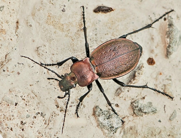 bystruška Carabus obsoletus