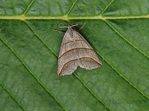 pamora vŕbová   /   hnědavka jívová Colobochyla salicalis Denis & Schiffermüller, 1775