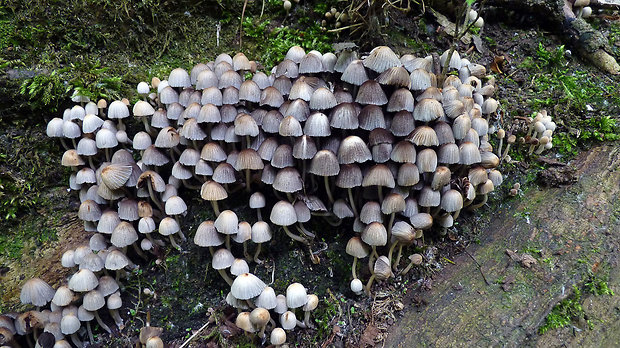 hnojník rozsiaty Coprinellus disseminatus (Pers.) J.E. Lange