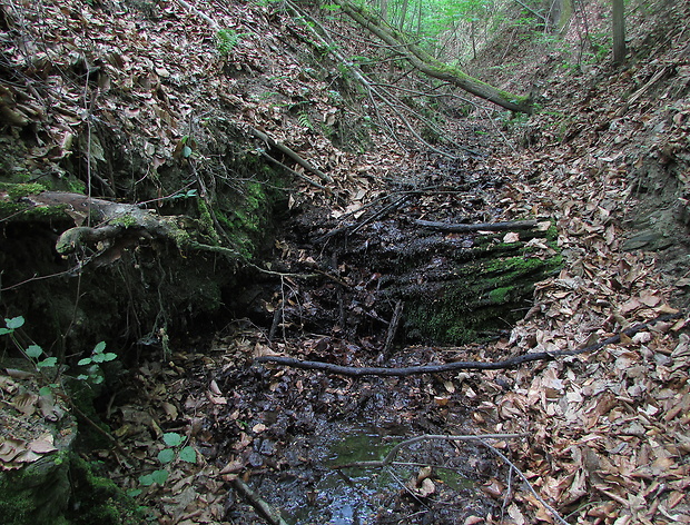 vodnička obyčajná a mihavka, biotop Cudoniella clavus et Vibrissea sp. HABITAT