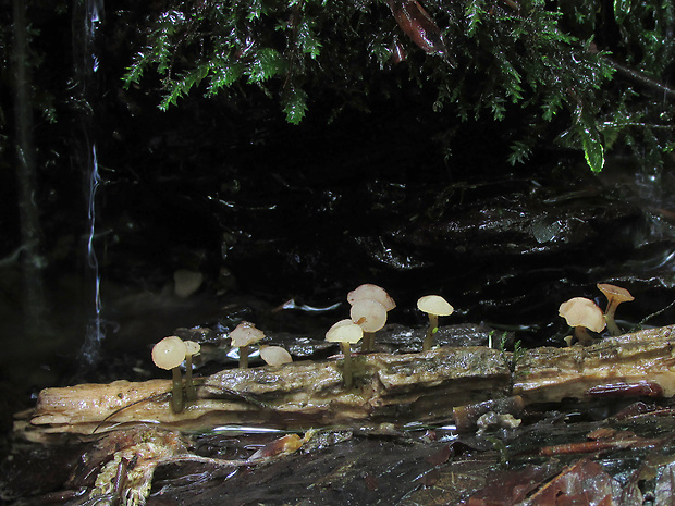 vodnička obyčajná Cudoniella clavus (Alb. & Schwein.) Dennis