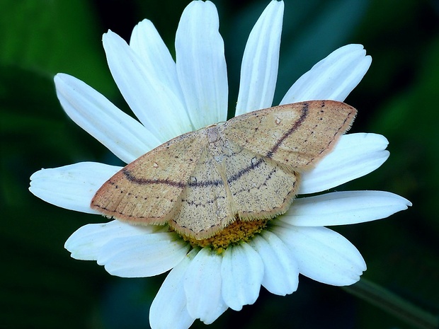 piadica buková (sk) / očkovec bukový (cz) Cyclophora linearia Hübner, 1799