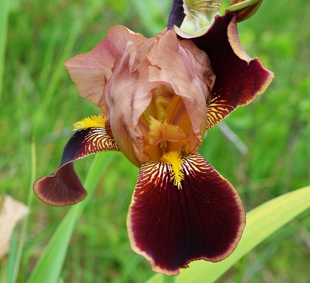 kosatec bezový Iris x.sambucina L.