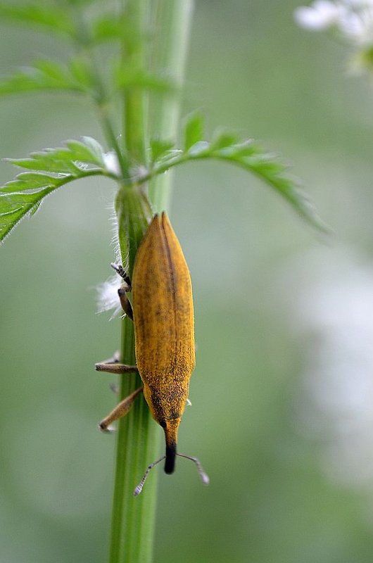 rýhonosec štíhlý Lixus paraplecticus