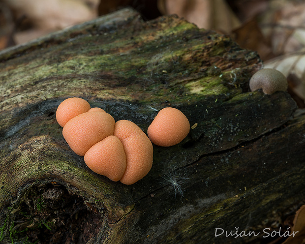 vlčinka Lycogala sp.