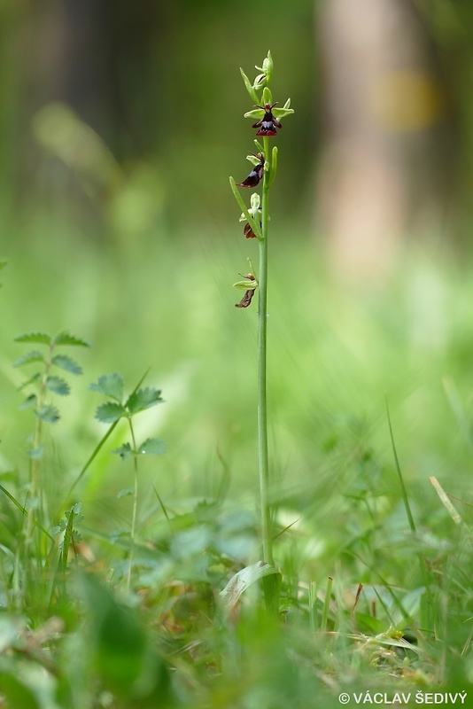 hmyzovník muchovitý Ophrys insectifera L.