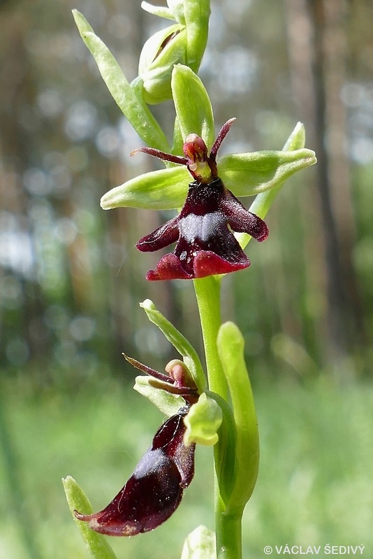 hmyzovník muchovitý Ophrys insectifera L.