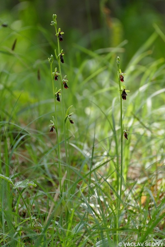 hmyzovník muchovitý Ophrys insectifera L.