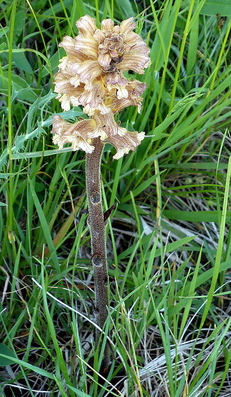 záraza žltá Orobanche lutea Baumg.