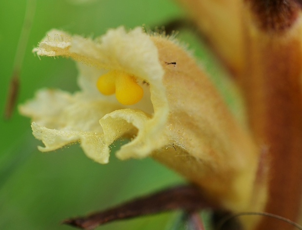 záraza žltá Orobanche lutea Baumg.