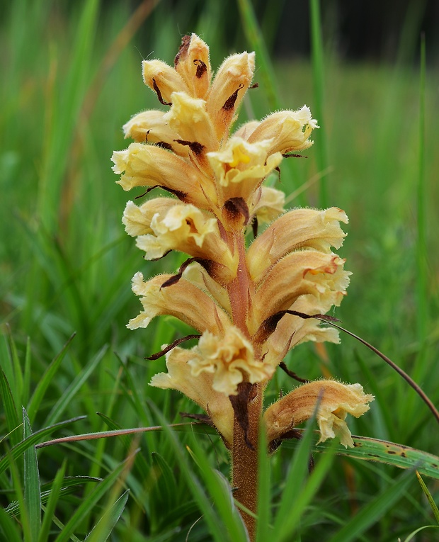 záraza žltá Orobanche lutea Baumg.