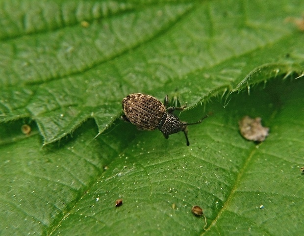 lalokonosec Otiorhynchus raucus Fabricius, 1777