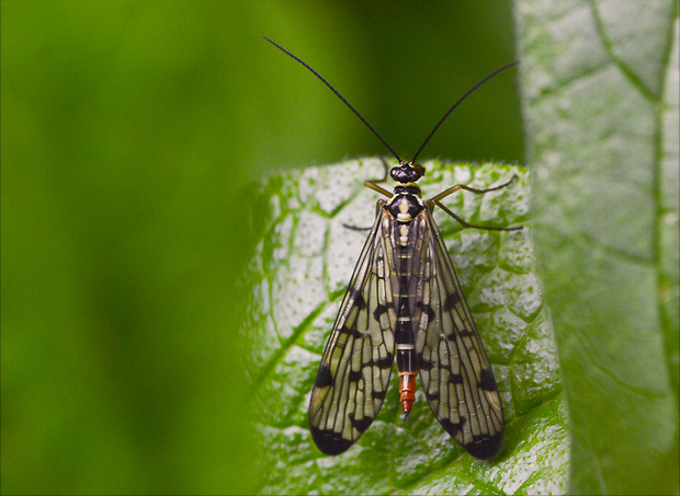 srpica obyčajná Panorpa vulgaris