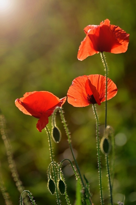 mak vlčí Papaver rhoeas L.