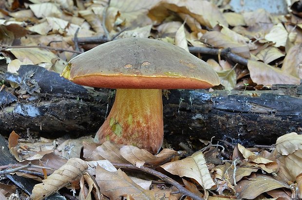 hríb zrnitohlúbikový Sutorius luridiformis (Rostk.) G. Wu & Zhu L. Yang