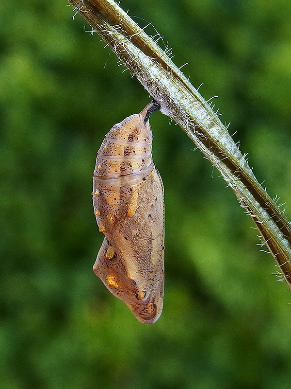 babôčka bodliaková - kukla Vanessa cardui