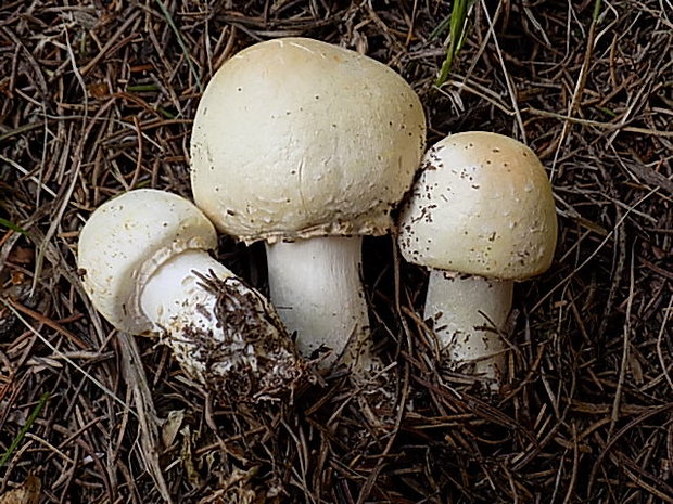 pečiarka Agaricus sp.