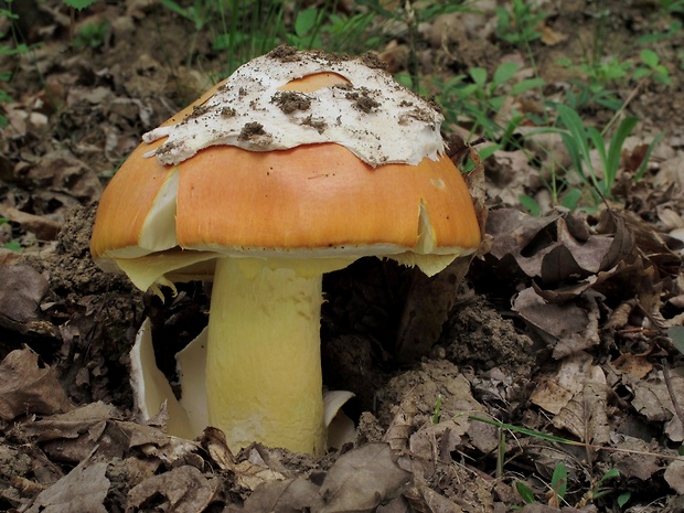 muchotrávka cisárska Amanita caesarea (Scop.) Pers.