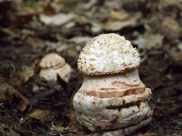 muchotrávka červenkastá Amanita rubescens Pers.