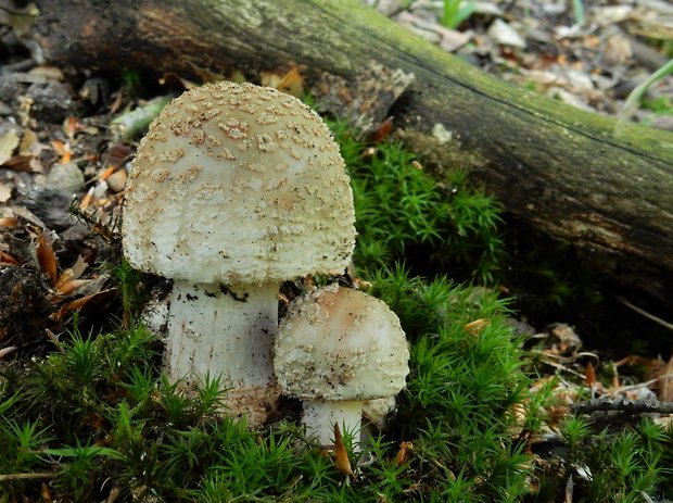 muchotrávka červenkastá Amanita rubescens Pers.