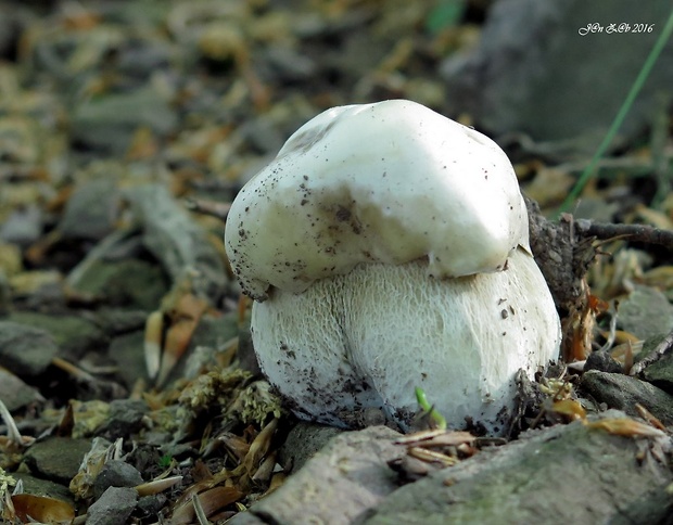 hríb smrekový Boletus edulis Bull.