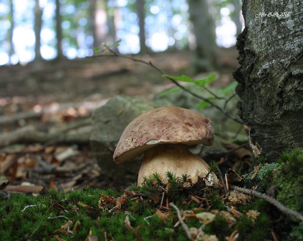 hríb sosnový Boletus pinophilus Pil. et Dermek in Pil.