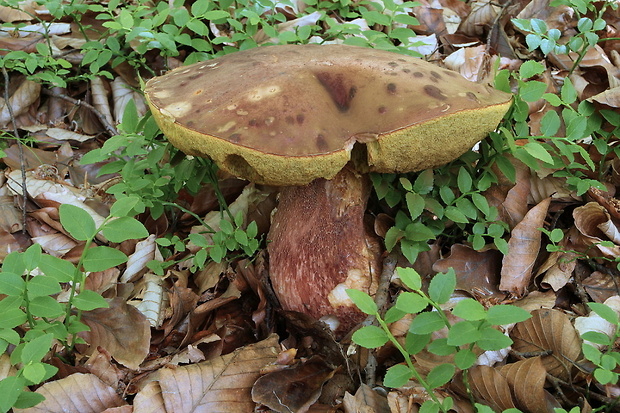 hríb sosnový Boletus pinophilus Pil. et Dermek in Pil.