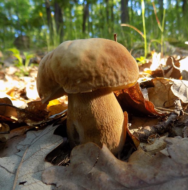 hríb dubový Boletus reticulatus Schaeff.