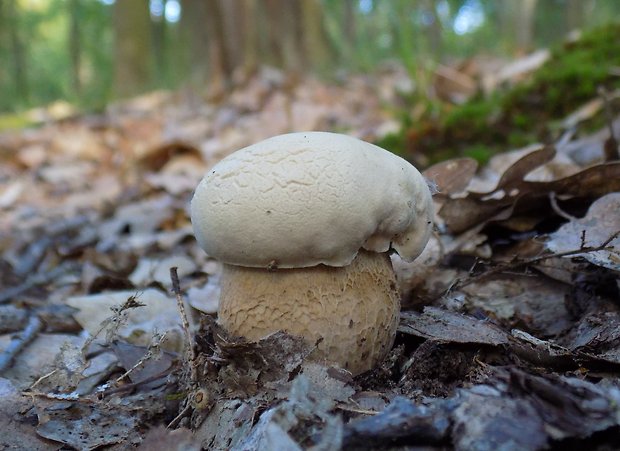 hríb dubový Boletus reticulatus Schaeff.