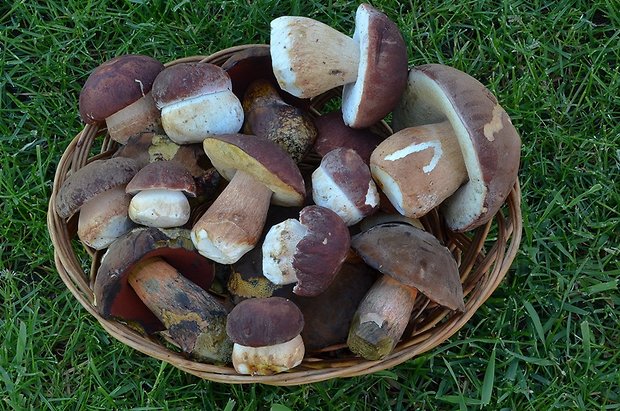 hríb Boletus sp.