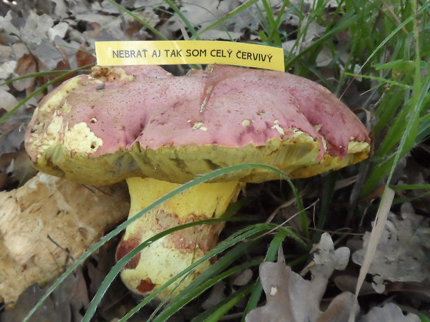 hríb kráľovský Butyriboletus regius (Krombh.) D. Arora & J.L. Frank