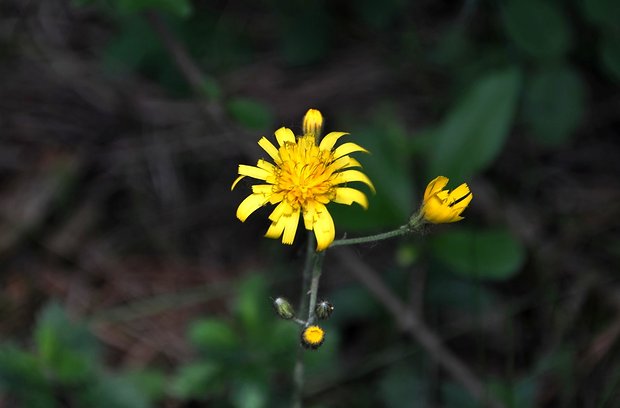 jastrabník Hieracium sp.