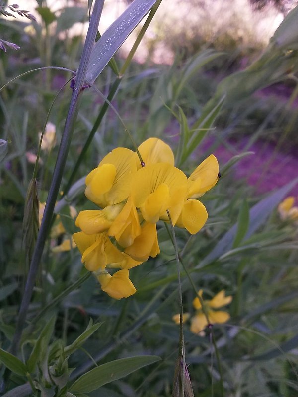 hrachor lúčny Lathyrus pratensis L.