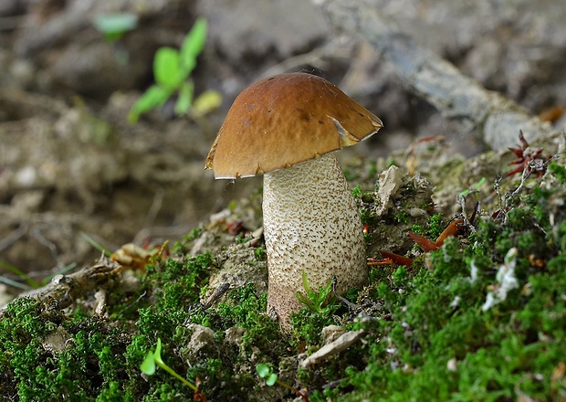 kozák hrabový Leccinum pseudoscabrum (Kallenb.) Šutara