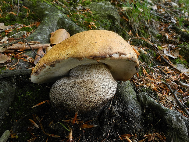 kozák žltooranžový Leccinum versipelle (Fr. & Hök) Snell