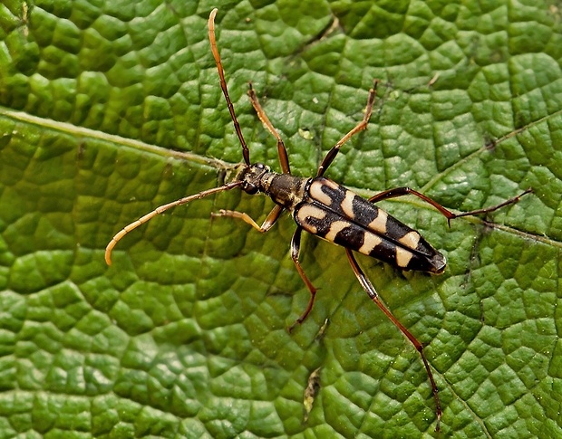 fuzáč Leptura annularis