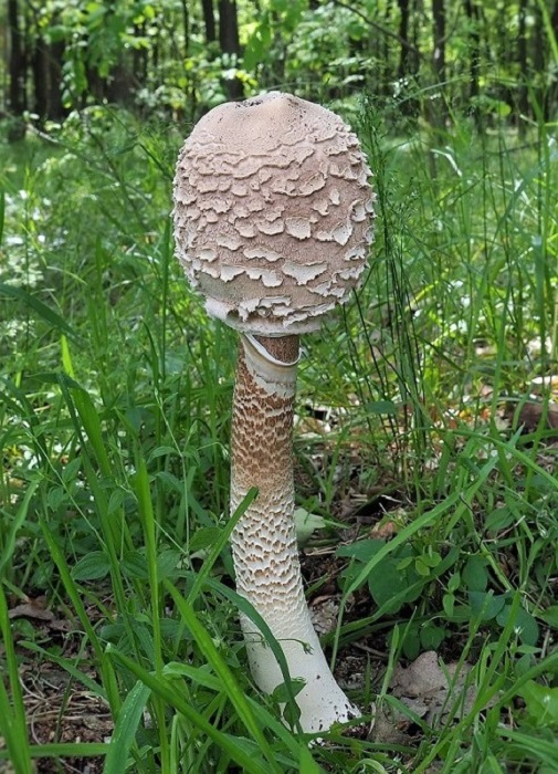 bedľa vysoká Macrolepiota procera (Scop.) Singer