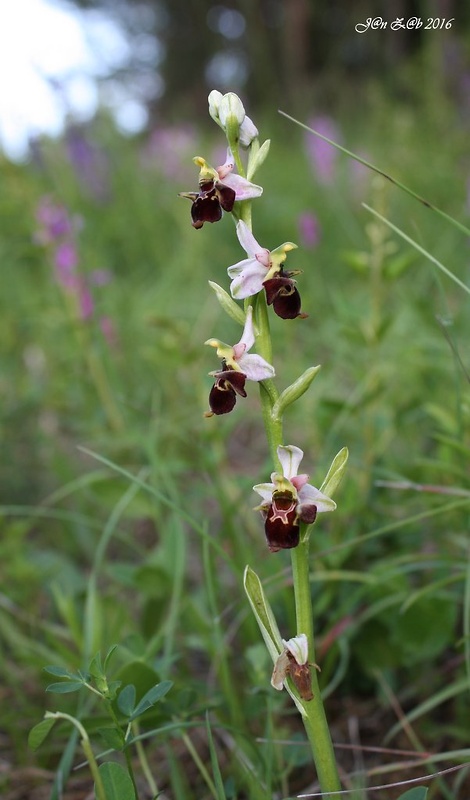 hmyzovník holubyho Ophrys holubyana András.