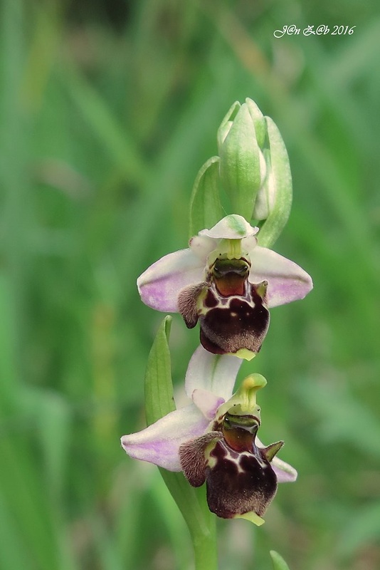 hmyzovník holubyho Ophrys holubyana András.