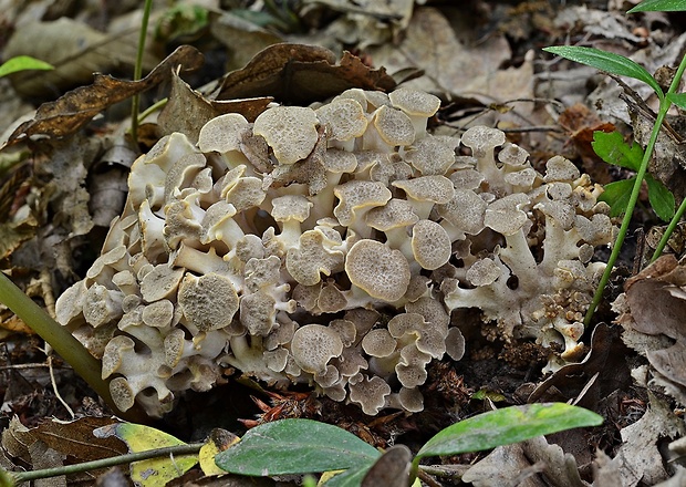 trúdnik klobúčkatý Polyporus umbellatus (Pers.) Fr.