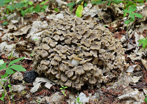 trúdnik klobúčkatý Polyporus umbellatus (Pers.) Fr.