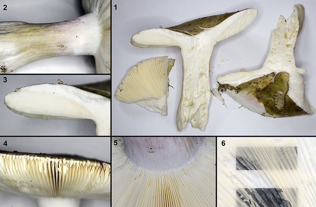 plávka strakatá Russula grisea Fr.