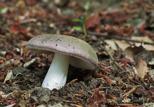 plávka Russula sp.