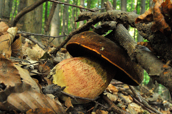 hríb zrnitohlúbikový Sutorius luridiformis (Rostk.) G. Wu & Zhu L. Yang