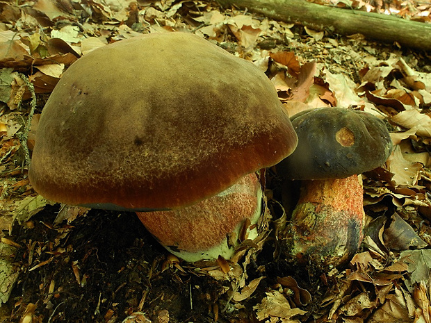 hríb zrnitohlúbikový Sutorius luridiformis (Rostk.) G. Wu & Zhu L. Yang