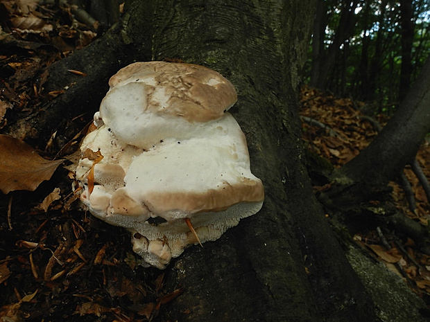 trúdnikovec Trametes sp.