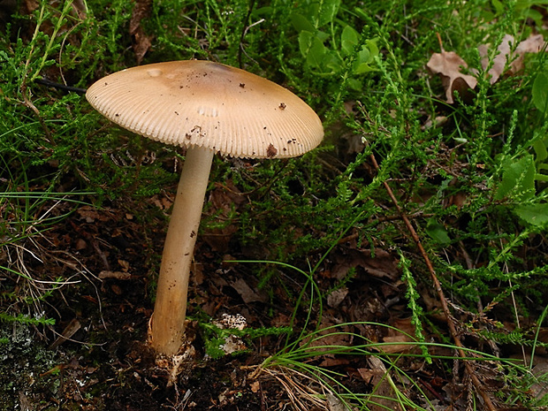 muchotrávka plavohnedá Amanita fulva Fr.