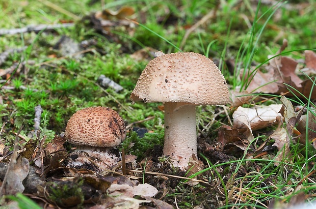 muchotrávka červenkastá Amanita rubescens Pers.