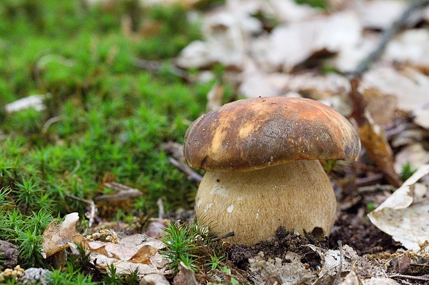 hríb bronzový Boletus aereus Bull. ex Fr.